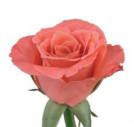 Gossip!® rose plant